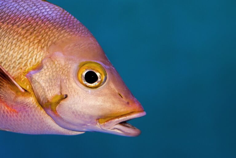 Can Fish See Color? The Fascinating Science Behind Underwater Vision Ocpier