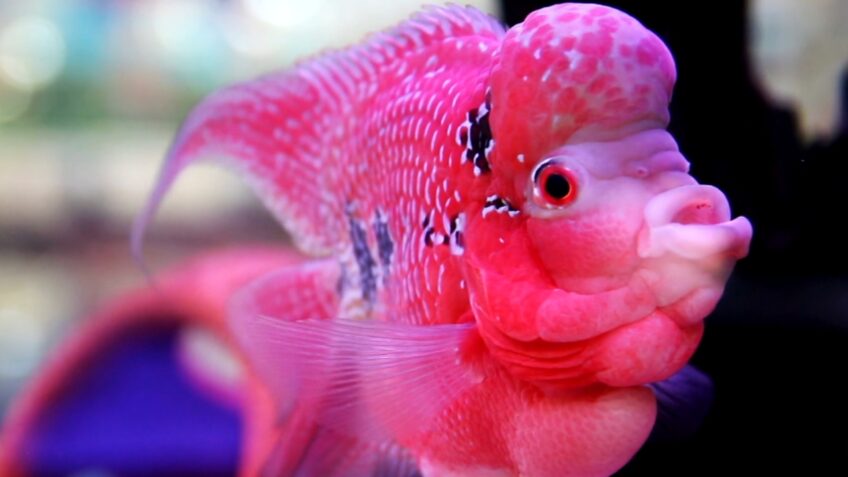 Vision In Fish Can Fish See Color? The Fascinating Science Behind Underwater Vision ...