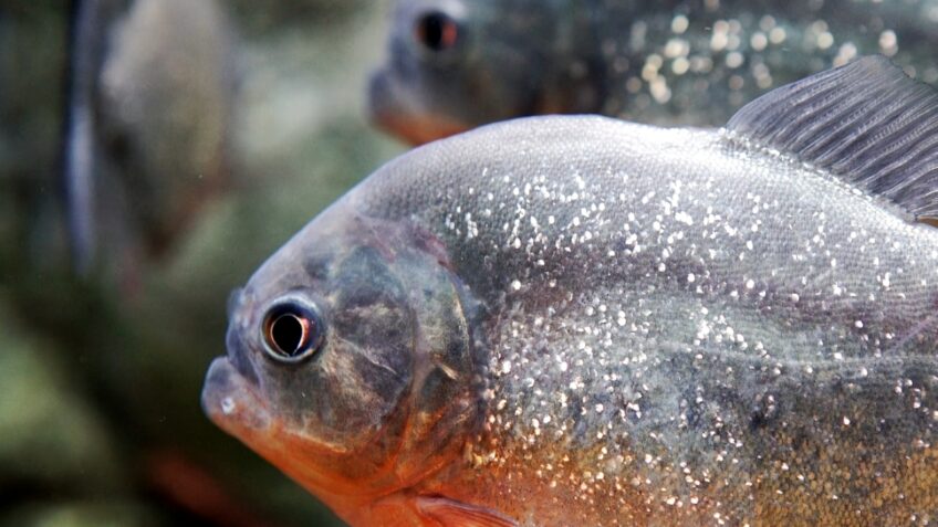 Piranhas Myths