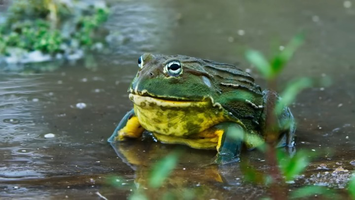 Bullfrogs