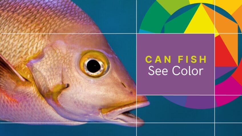Can Fish See Colo