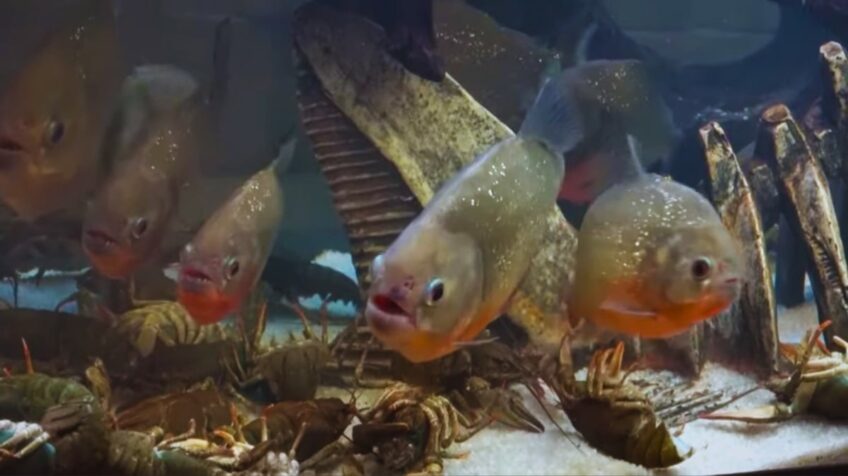 Can piranhas live in aquariums