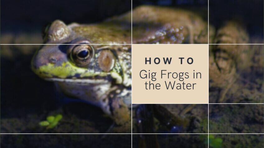 Gig Frogs in the Water