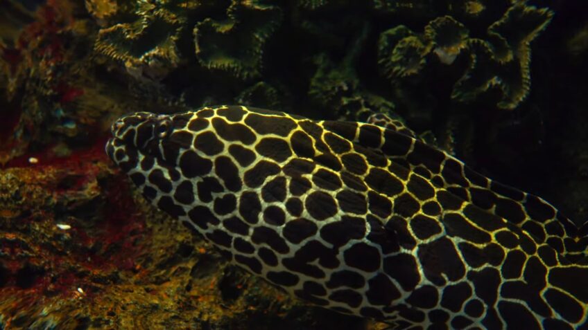 Amazon Rainforest river fish