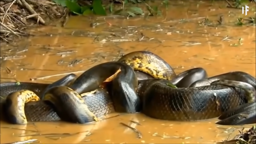 Anaconda snake
