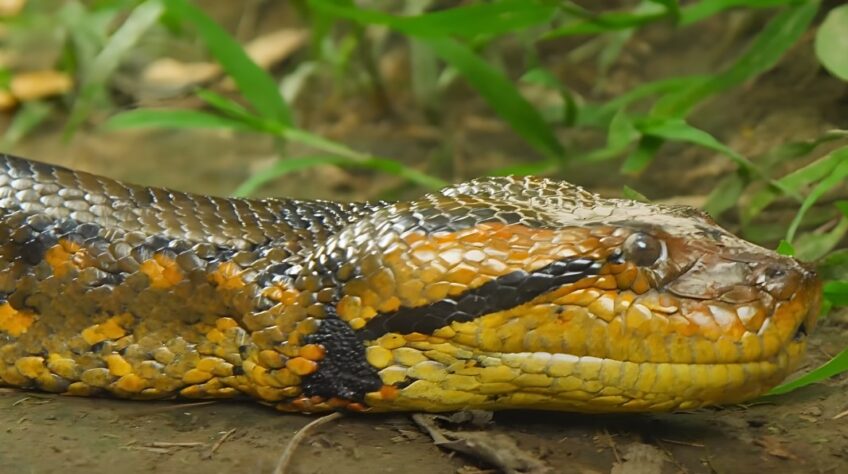 Is Python Venomous