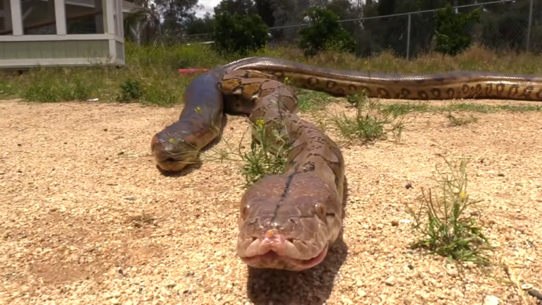 Titanoboa vs Anaconda - What Are the Differences?