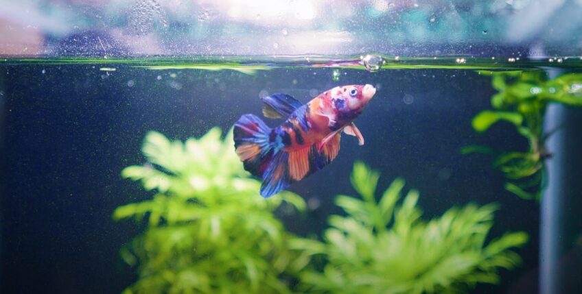 Betta fish fasting duration