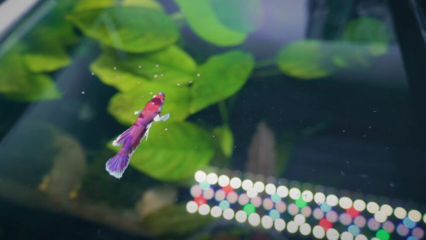 Betta fish feeding frequency